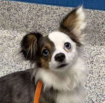 Chihuahua and Papillon Dogs Available for Adoption in Golden, Colorado - Chicharone | PetCurious