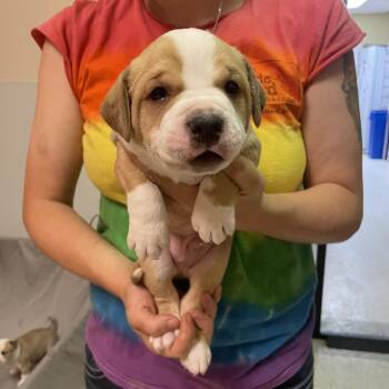 Protein Shake -  Cattle Dog and Mixed Breed Dog for Adoption in Austin, Texas - Protein Shake | PetCurious