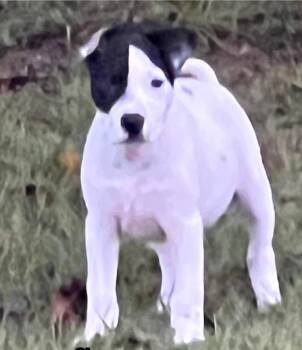 Rescue Mixed Breed Dogs for Adoption in Groveland, Massachusetts - Snoopy | PetCurious
