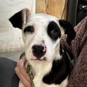Mixed Breed Dogs Available for Adoption - Patches | PetCurious