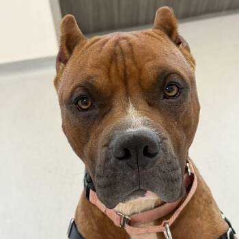 American Staffordshire Terrier and Boxer Dogs Available for Adoption in Chandler, Arizona - Scooby | PetCurious