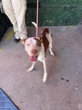 61647467 -  Shepherd and Mixed Breed Dog for Adoption in El Paso, Texas - 61647467 | PetCurious