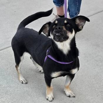 Rescue Cardigan Welsh Corgi and Mixed Breed Dogs for Adoption in Austin, Texas - Rocket Ship FJ | PetCurious