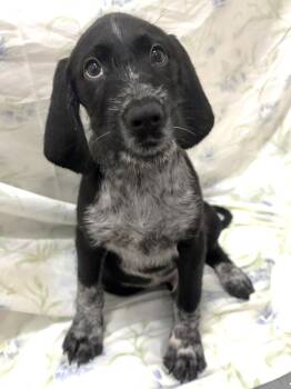 261392  Martin -  German Wirehaired Pointer and English Springer Spaniel Dog for Adoption in Wetumpka, Alabama - 261392  Martin | PetCurious