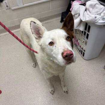 Milo -  Border Collie and Mixed Breed Dog for Adoption in Murray, Utah - Milo | PetCurious