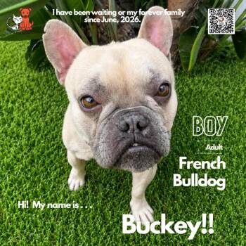 Buckey -  French Bulldog Dog for Adoption in Westminster, California - Buckey | PetCurious