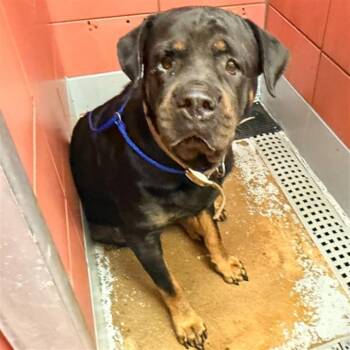 A2085878 -  Rottweiler and Mixed Breed Dog for Adoption in Houston, Texas - A2085878 | PetCurious