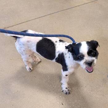 Pucci -  Shih Tzu and Boston Terrier Dog for Adoption in Baltimore, Maryland - Pucci | PetCurious