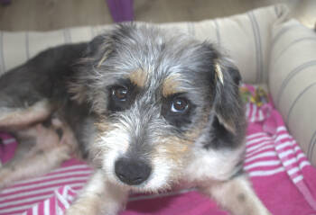 Rescue Terrier and Mixed Breed Dogs for Adoption in Chapel Hill, North Carolina - Elsa | PetCurious