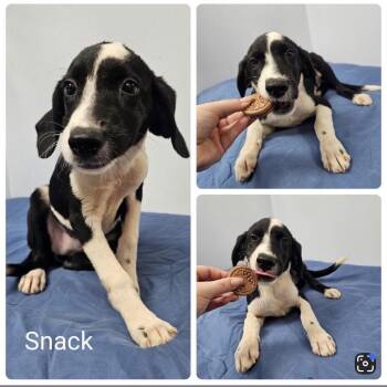 Snack -  Pointer and Mixed Breed Dog for Adoption in Baton Rouge, Louisiana - Snack | PetCurious