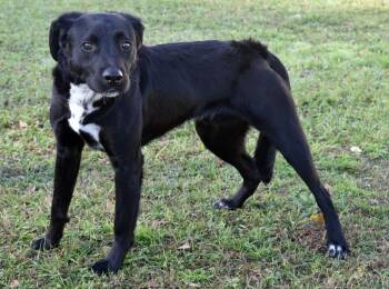 Rescue Mixed Breed Dogs for Adoption in Kingsland, Georgia - Tofu | PetCurious