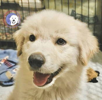 Rescue Great Pyrenees Dogs for Adoption in Spring, Texas - Mako | PetCurious