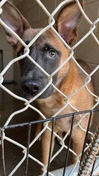 Belgian Shepherd Malinois Dogs Available for Adoption in Parrish, Florida - Benny | PetCurious