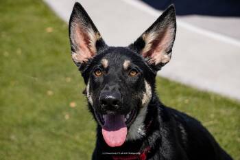 Ciara -  German Shepherd Dog and Husky Dog for Adoption in Cave Creek, Arizona - Ciara | PetCurious