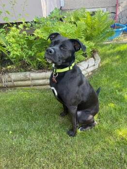Stella -  Mixed Breed Dog for Adoption in Saskatoon, Saskatchewan - Stella | PetCurious