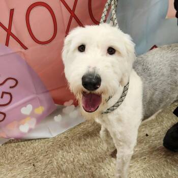 Old English Sheepdog Dogs Available for Adoption - Molly FJ | PetCurious