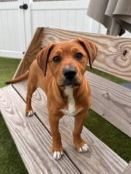 Mixed Breed Dogs Available for Adoption - Jada | PetCurious