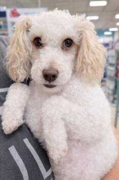 Poodle Dogs Available for Adoption - Cooper | PetCurious