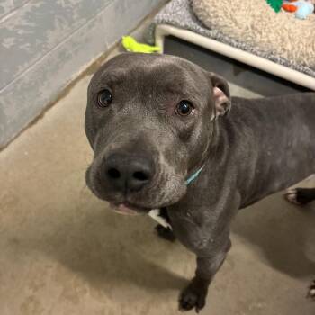 Pit Bull Terrier Dogs Available for Adoption in Glenwood, Minnesota - Sarge | PetCurious