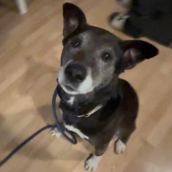 Black Labrador Retriever Dogs Available for Adoption - Emma Lou | PetCurious