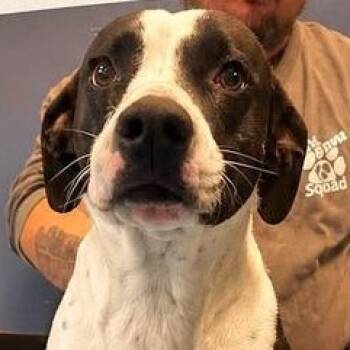 Amber -  Hound Dog for Adoption in Washington, Pennsylvania - Amber | PetCurious
