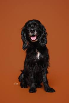 Hugo Spritz -  Cocker Spaniel Dog for Adoption in Houston, Texas - Hugo Spritz | PetCurious