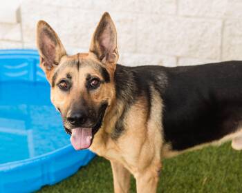 Rescue German Shepherd Dog Dogs for Adoption in Mont Belvieu, Texas - Jimmy | PetCurious