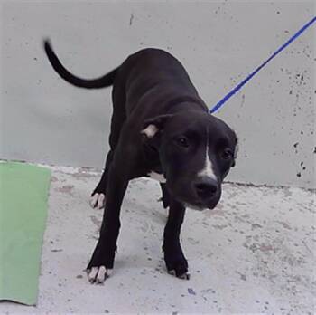 LADY -  Staffordshire Bull Terrier and Mixed Breed Dog for Adoption in Houston, Texas - LADY | PetCurious