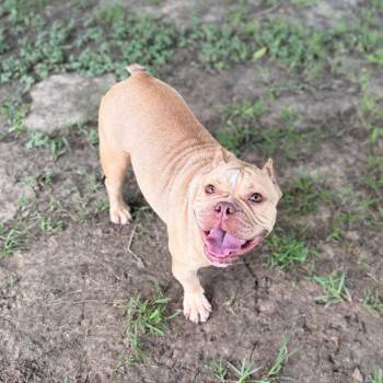 Puddin Cup -  English Bulldog Dog for Adoption in Carencro, Louisiana - Puddin Cup | PetCurious