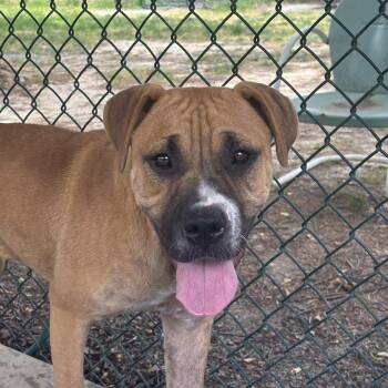 Merida -  Boxer Dog for Adoption in Saluda, Virginia - Merida | PetCurious