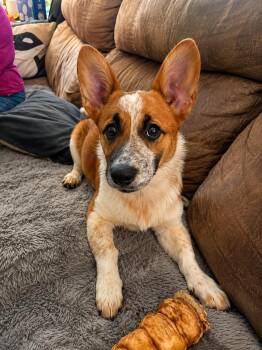 Clementine -  Mixed Breed Dog for Adoption in Kenosha, Wisconsin - Clementine | PetCurious