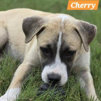 Cherry -  Shepherd Dog for Adoption in South Elgin, Illinois - Cherry | PetCurious