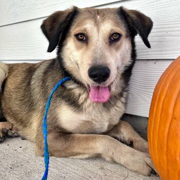 Great Pyrenees Dogs Available for Adoption - Mabel | PetCurious