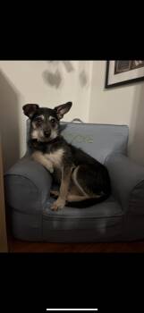 Rescue Miniature Schnauzer and Terrier Dogs for Adoption in Texarkana, Texas - Peanut | PetCurious