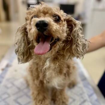Porter- 53022 -  Miniature Poodle Dog for Adoption in Columbia, Maryland - Porter- 53022 | PetCurious