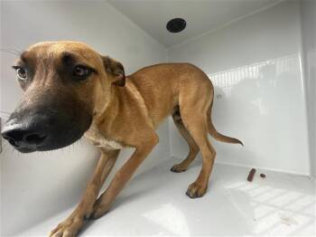 Black Mouth Cur Dogs Available for Adoption in Houston, Texas - A655663 | PetCurious