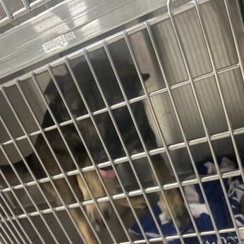 Shepherd Dogs Available for Adoption - Darling | PetCurious