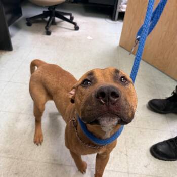 Buddy Boy -  Pit Bull Terrier Dog for Adoption in Philadelphia, Pennsylvania - Buddy Boy | PetCurious