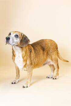 Erma -  Beagle Dog for Adoption in Clarksville, Tennessee - Erma | PetCurious