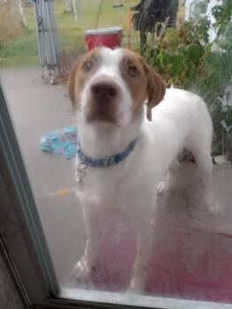 Rescue Hound Dogs for Adoption in Monroe, Michigan - Ollie | PetCurious