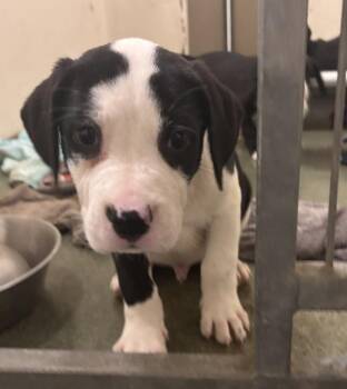 Pennsylvania -  Mixed Breed Dog for Adoption in Vancouver, Washington - Pennsylvania | PetCurious
