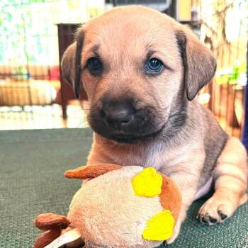 McGriddle -  Basset Hound and Mixed Breed Dog for Adoption in Fairfax Station, Virginia - McGriddle | PetCurious