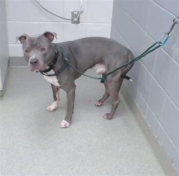 BROCK -  Pit Bull Terrier and Mixed Breed Dog for Adoption in Omaha, Nebraska - BROCK | PetCurious