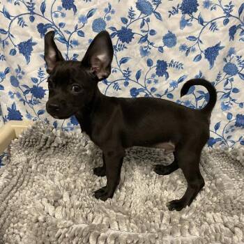 GAGE -  Pit Bull Terrier and Chihuahua Dog for Adoption in Modesto, California - GAGE | PetCurious
