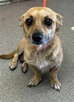 SYBIL -  Chihuahua and Mixed Breed Dog for Adoption in San Bernardino, California - SYBIL | PetCurious