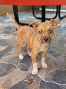 Athena -  Mixed Breed Dog for Adoption in Glendale, Arizona - Athena | PetCurious
