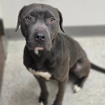Pit Bull Terrier Dogs Available for Adoption - Granite | PetCurious