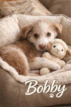 Husky Dogs Available for Adoption - Bobby | PetCurious