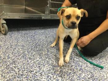 Terrier Dogs Available for Adoption - CHAMBREY | PetCurious