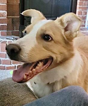Australian Shepherd Dogs Available for Adoption in Omaha, Nebraska - Dexter | PetCurious
